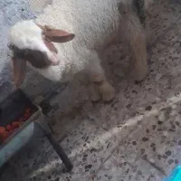 بره نر قیمت مناسب