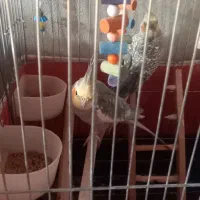 عروس هلندی باقفس ولوازم|پرنده|چهاردولی, |دیوار