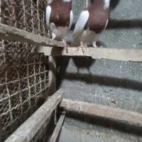 کفتر|پرنده|مشهد, همت آباد|دیوار