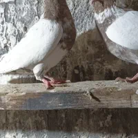 قیمت 12000000|پرنده|بستان آباد, |دیوار