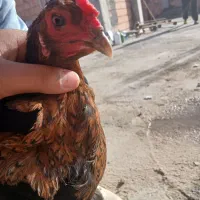 مرغ و خروس|حیوانات مزرعه|مینودشت, |دیوار