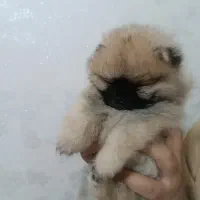 پامرخرسی فنجونی ۲ماهه۷م