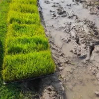 توم باکسی