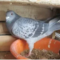 ماده مگسی پلاکی گمشده