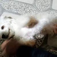 سگ خانگی|سگ|گله دار, |دیوار