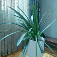 بیش لز ۳۵ متر پارکت چوب|مصالح و تجهیزات ساختمان|تهران, یوسفآباد|دیوار