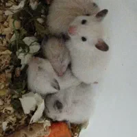 همستر و خوکچه هندی