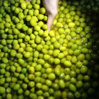 زیتون کنسروی رودبار|خوردنی و آشامیدنی|رودبار, |دیوار