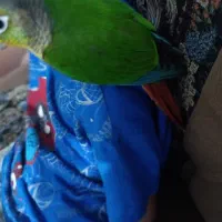 گرنچیک