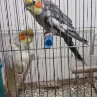 طوطی عروس جوان تازه بالغ|پرنده|بهبهان, |دیوار