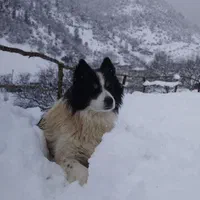 هاسکی نر سه ساله