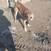 واگذاری کوچوک 4 ماهه