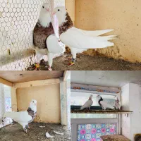 طوقی هفترنگ پشت هفترنگ دم سفید