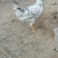 معاوضه با خروس محلی