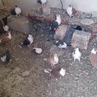 کفتر ریشی فروشی 25عدد|پرنده|میرجاوه, |دیوار