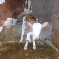 یونجه درجه یک