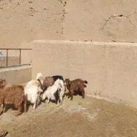 ۱۰ تا بز فقط ۴۰ میلیون تومان بهتر از گوسفند هستند|حیوانات مزرعه|همدان, |دیوار