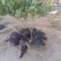 بوقلمون