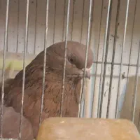 ماده نوک جمع سورول میانه