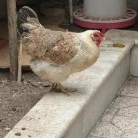مرغ و خروس برهمان|حیوانات مزرعه|تهران, حصارک|دیوار