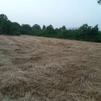 کاه گندم تازه درو شده