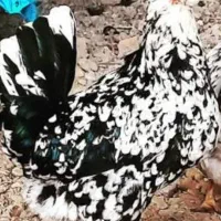 تخم مرغ گلین اصل|حیوانات مزرعه|لامرد, |دیوار