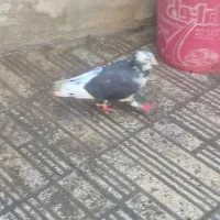 کفتر|پرنده|ورامین, ورامین|دیوار