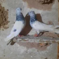 تعداد کفتر|پرنده|فردوس (خراسان), |دیوار