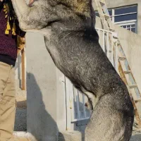 سگ پژدر