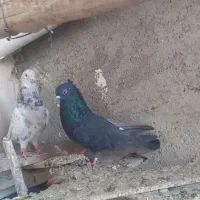 با سلام پنج عدد کفتر خوب وسالم سه تا ماده دوتا نر