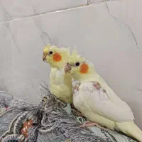 جوجه عروس هلندی|پرنده|بندرعباس, |دیوار