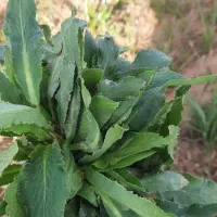 گیاه موجود است