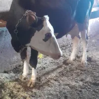 یک راس گاو شکم دوم باگو ساله نر سمینتال|حیوانات مزرعه|قیدار, |دیوار