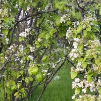 فروش باغ ۱۸ ساله با چاه اب در جاده قدیم کردکوی