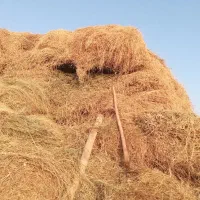 یونجه و گیاه دسته اول|خدمات باغبانی و درختکاری|شوط, |دیوار