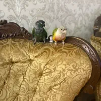 یک جفت گرینچیک فروشی