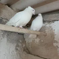 کبوتر سفید اراکی اصل