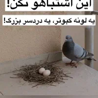 سمپاشی ساس سم پاشی سوسک با تضمین|خدمات نظافت|رباطکریم, رباطکریم|دیوار