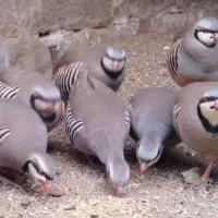 جوجه محلی و بلدرچین و کبوتر