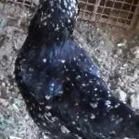 مرغ خروس گلین|حیوانات مزرعه|خان ببین, |دیوار