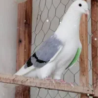 کبوتر گم شده|حیوانات|ابهر, |دیوار