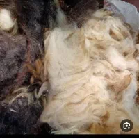 پشم گوسفندی
