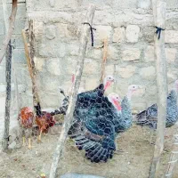 بوقلمون و خروس|حیوانات مزرعه|سیوان, |دیوار