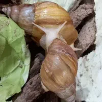 حلزون آچاتینا آلبینو