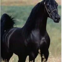 فروش تعدادی اسب سلطنتی|اسب و تجهیزات اسبسواری|خمینیشهر, |دیوار