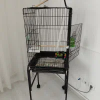 طوطی راهب|پرنده|اردبیل, |دیوار