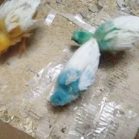 سه عدد جوجه رنگی یک ماهه