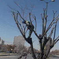 هرس درختان و نهال ها و خدمات باغبانی