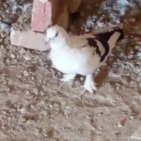 نرماده|پرنده|زهک, |دیوار