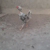 خروس لاری مینیاتوری|حیوانات مزرعه|قم, انصارالحسین|دیوار